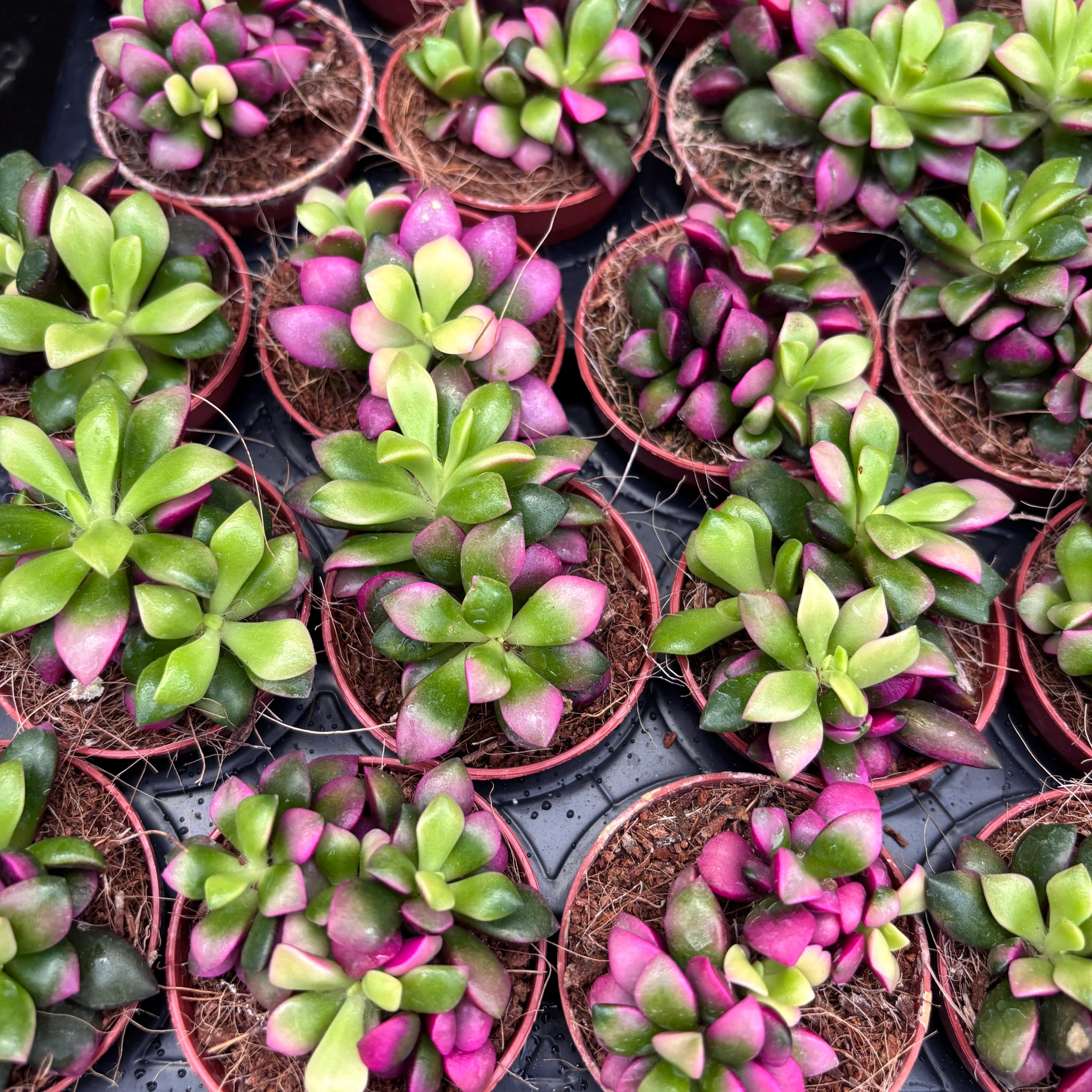 Anacampseros rufescens ‘Sunrise Pink’ – suculenta cu frunze roz si colorit spectaculos