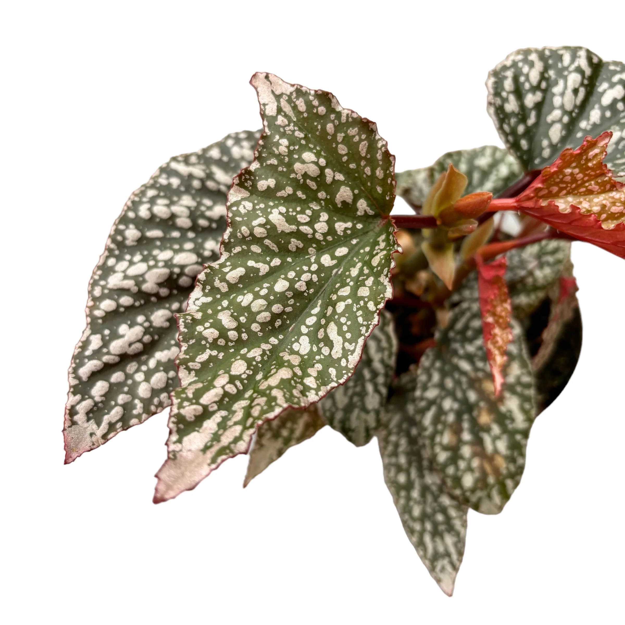 Begonia Maculata 'Fabulous Tom’ (Polka Dot Begonia)