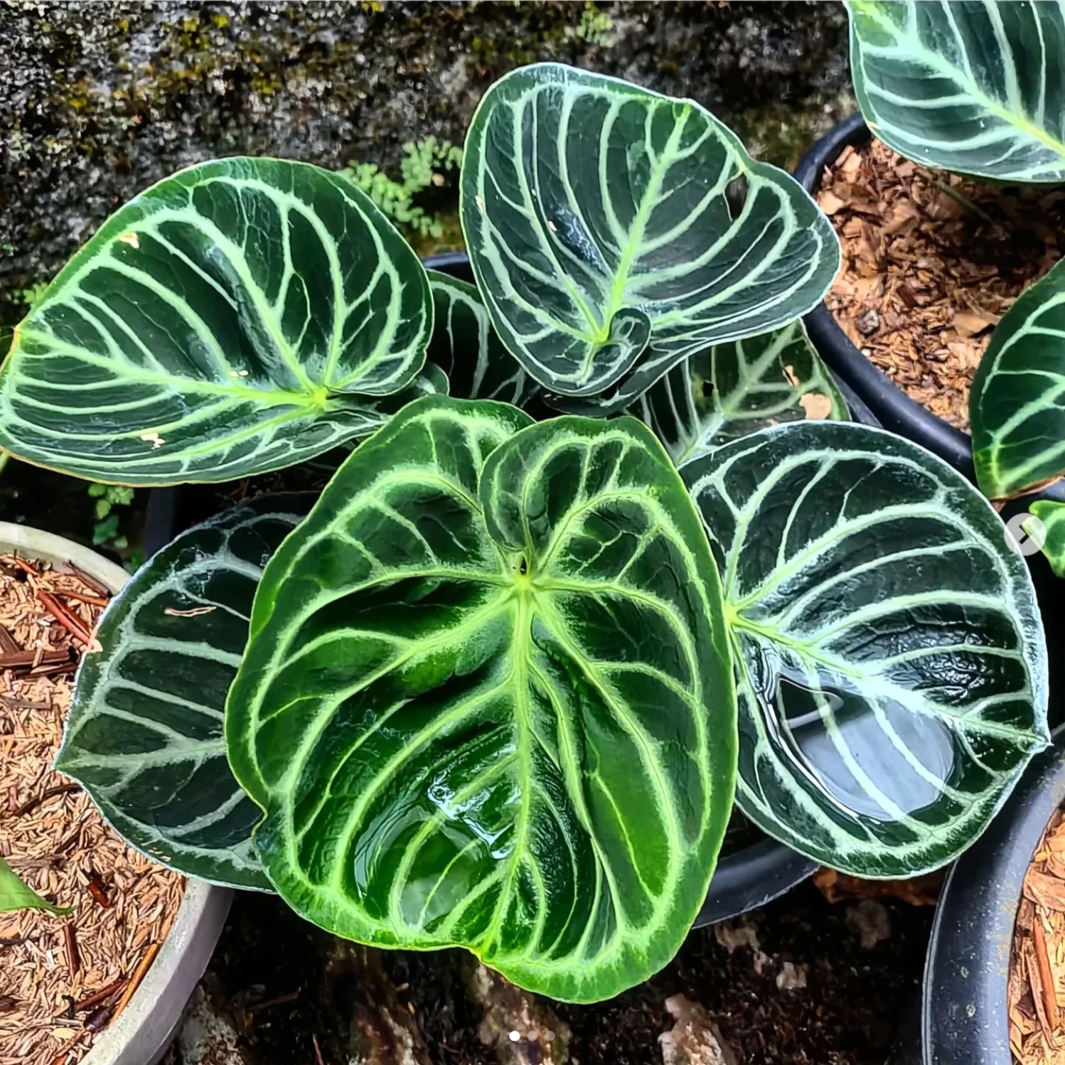 Anthurium 'Dorayaki’ – varietate spectaculoasa, compacta