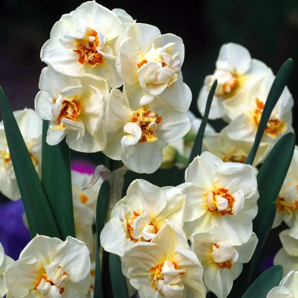 Bulbi narcise cu floare dubla – Narcissus Abba *parfumate