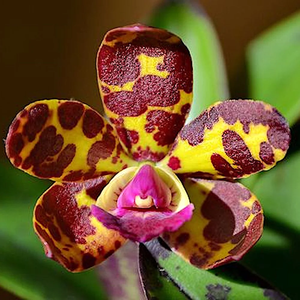 Cattleya Jungle Eyes – parfumata