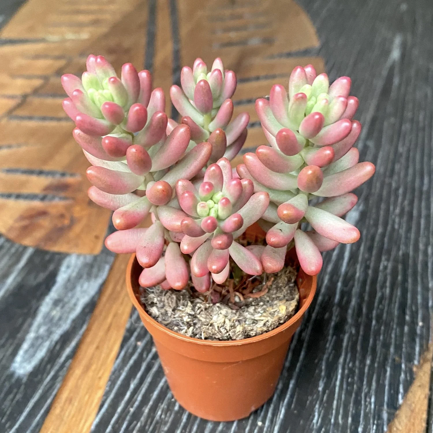 Sedum rubrotinctum 'Aurora’ (Pink Jelly Bean) D5
