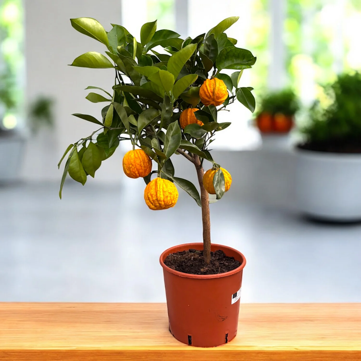 Citrus aurantium canaliculata (bitter orange, Citrus striata)