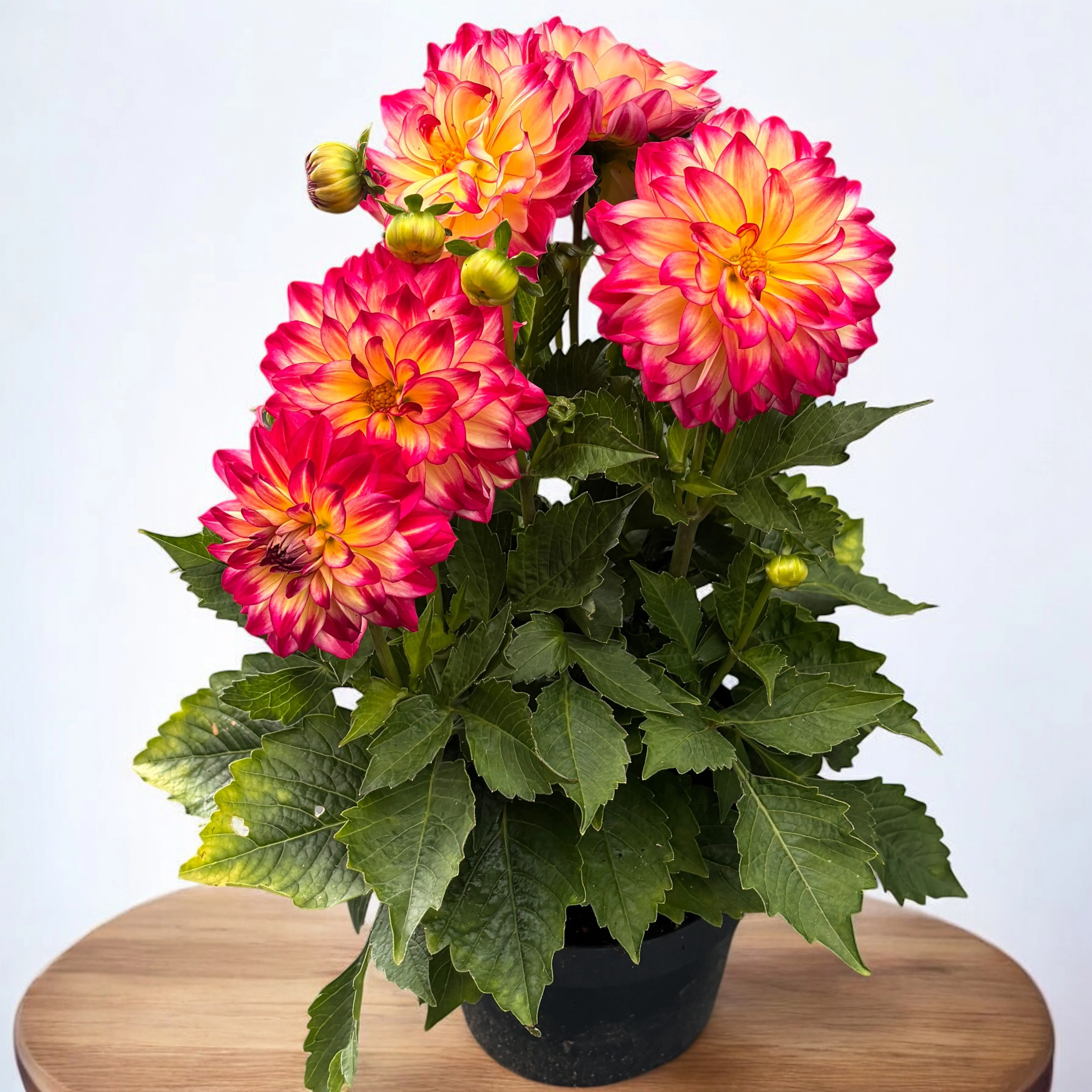 Dahlia Labella Maggiore ‘Fire’- dalii cu flori XL, inflorire abundenta, exemplare XXL