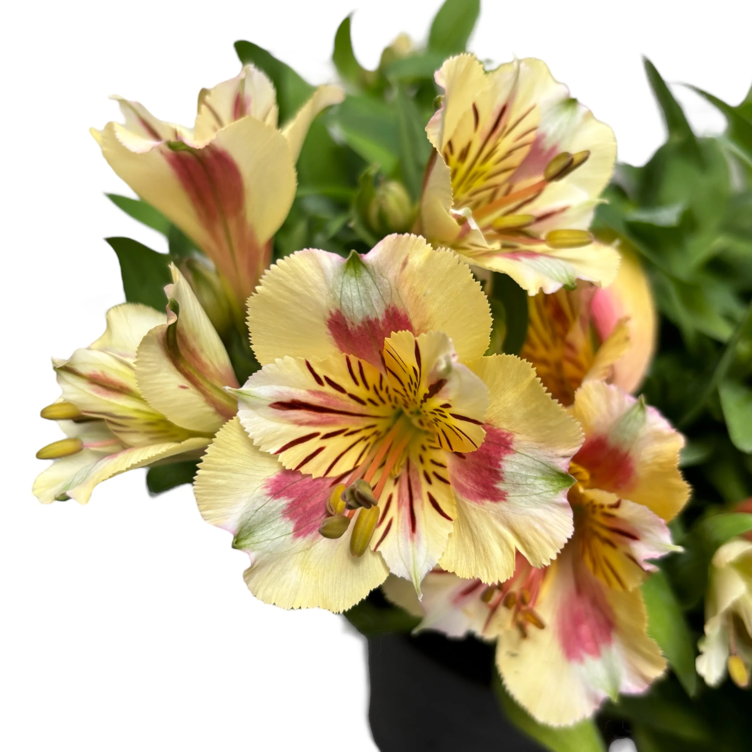 Alstroemeria Colorita 'Yellow’ – crin peruvian cu flori galbene
