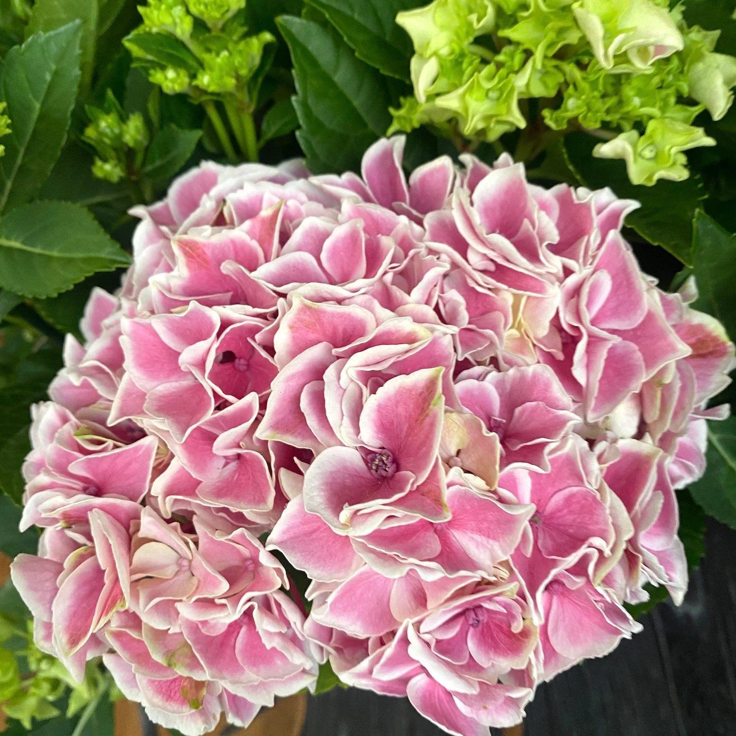 Hydrangea macrophylla 'Sunrise’ (hortensie)