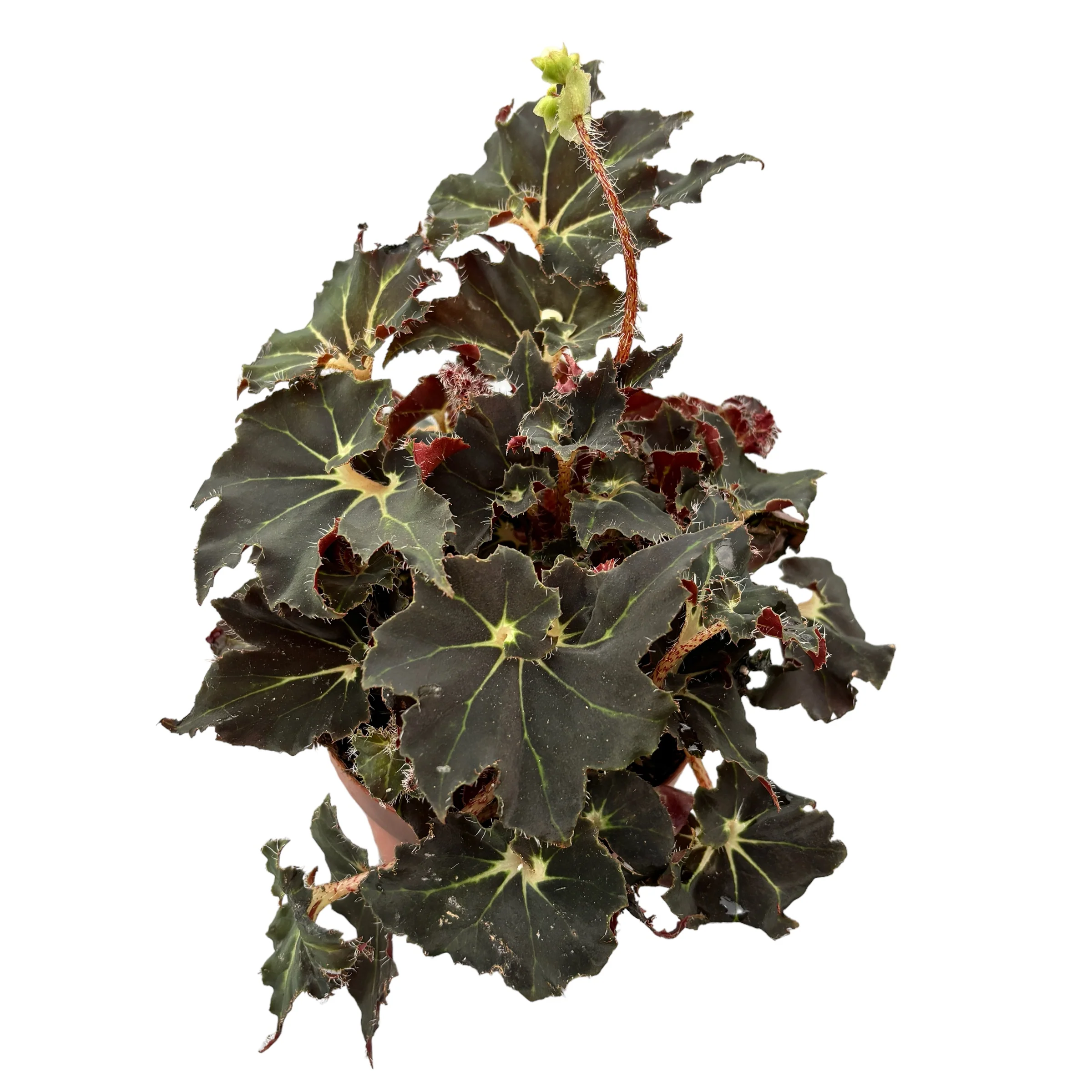 Begonia Anne