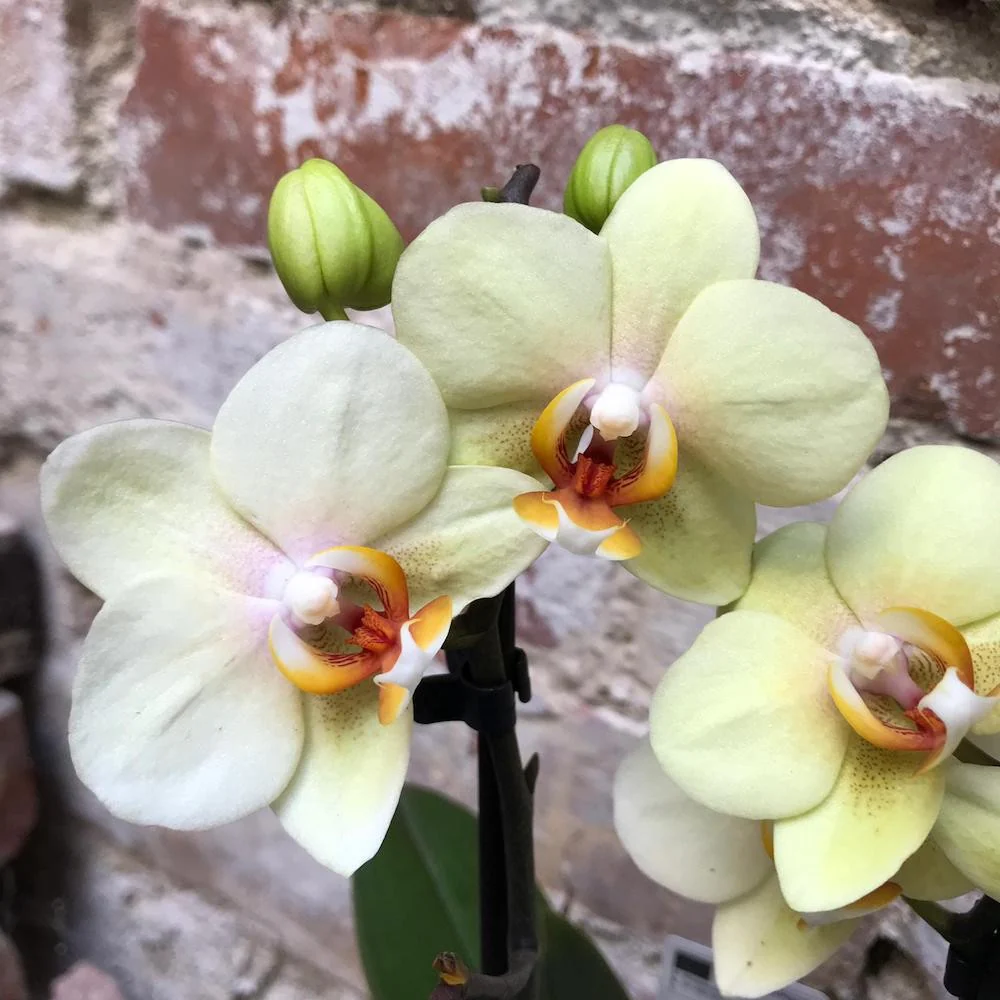 Phalaenopsis Cancun multiflora galbena