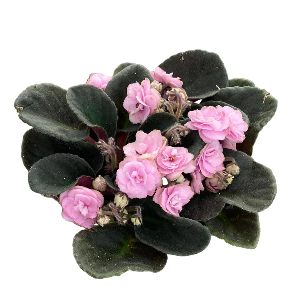 Violete cu flori duble roz – Saintpaulia Inova Wave Pink Wave