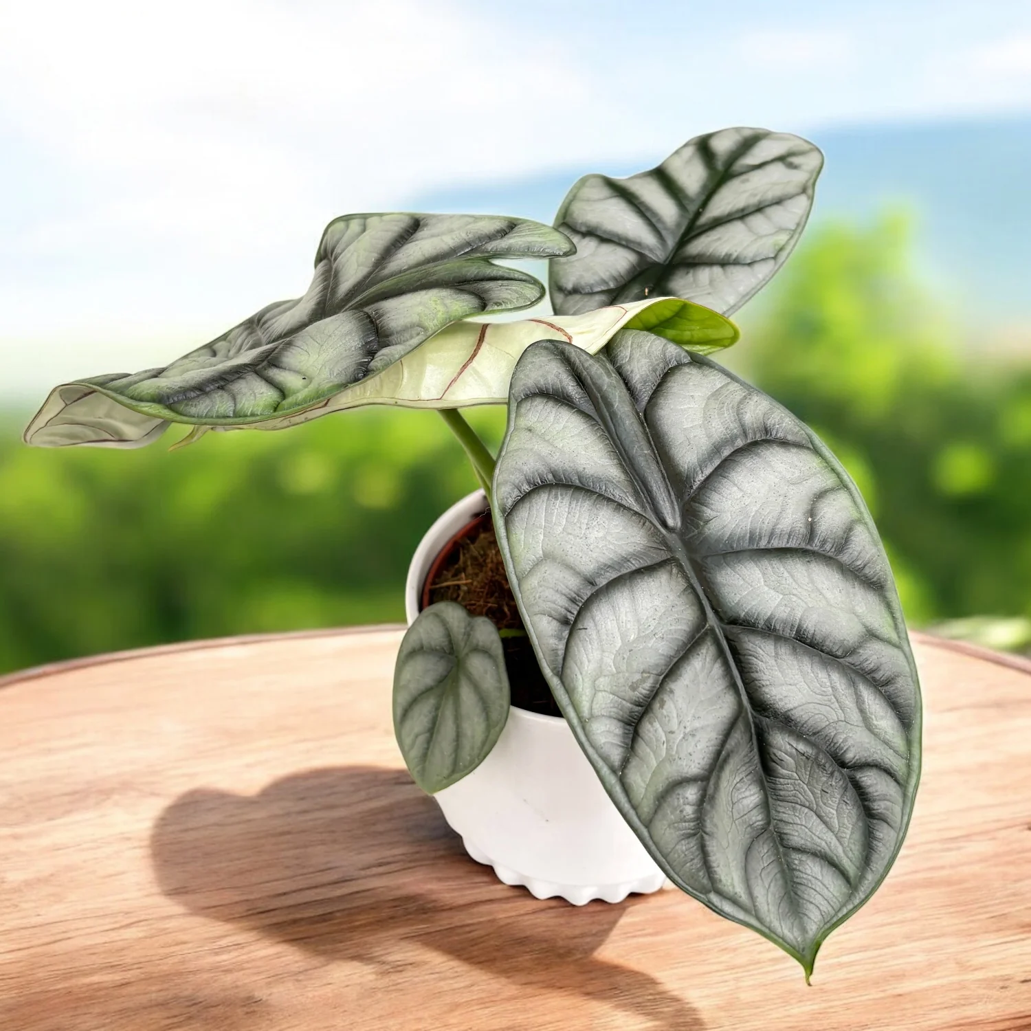 Alocasia ‘Silver Dragon’ – bijuteria exotica cu frunze argintii
