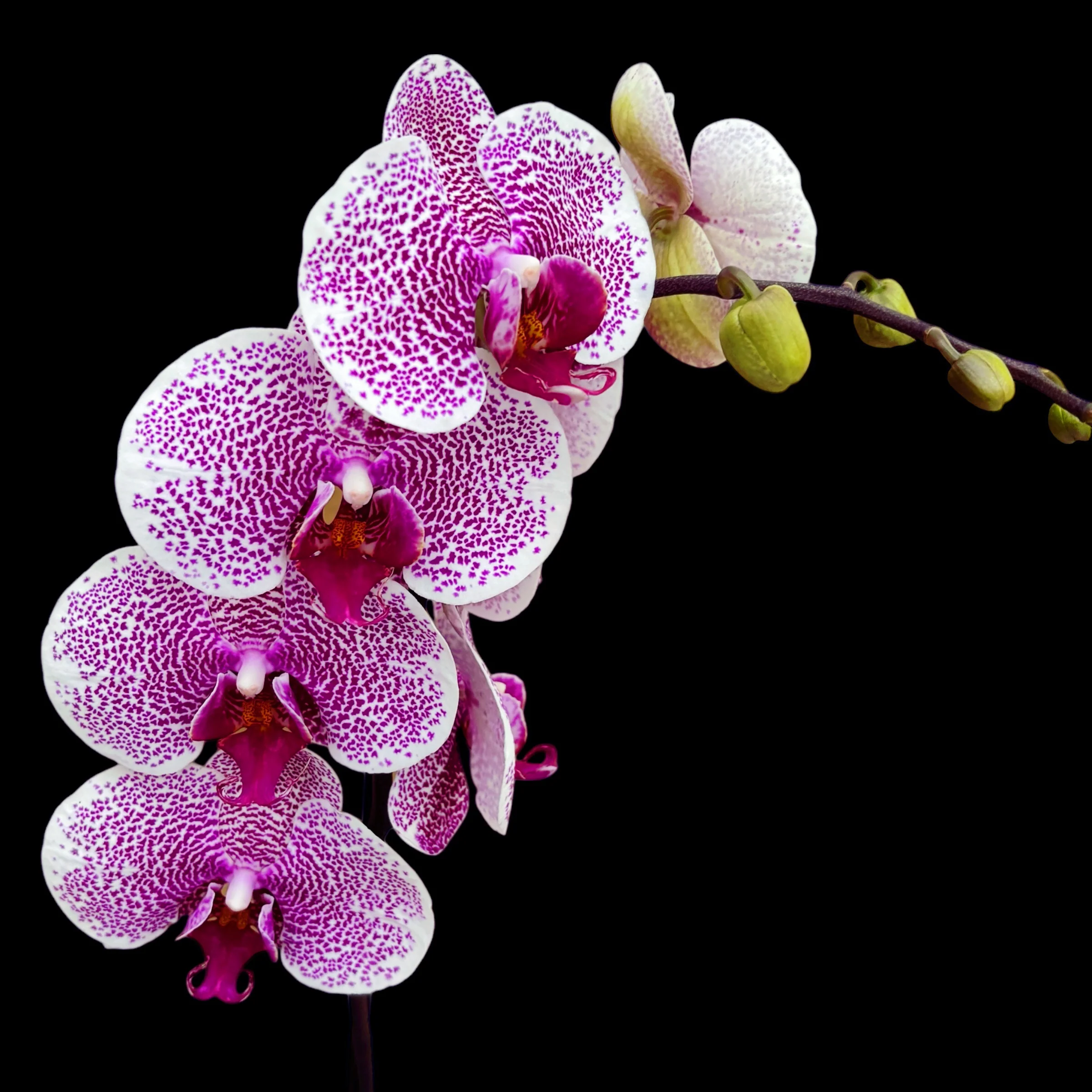 Phalaenopsis Golden Poeker Leopard (Pandorra)