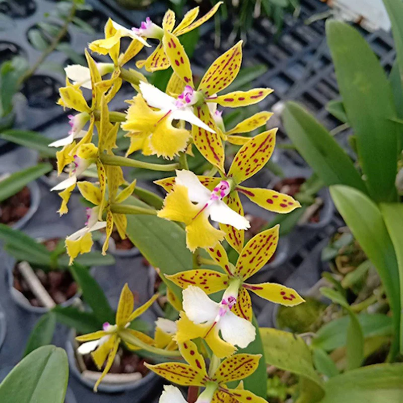 Epidendrum Stamfordianum 'Galaxy’ SM/TOGA