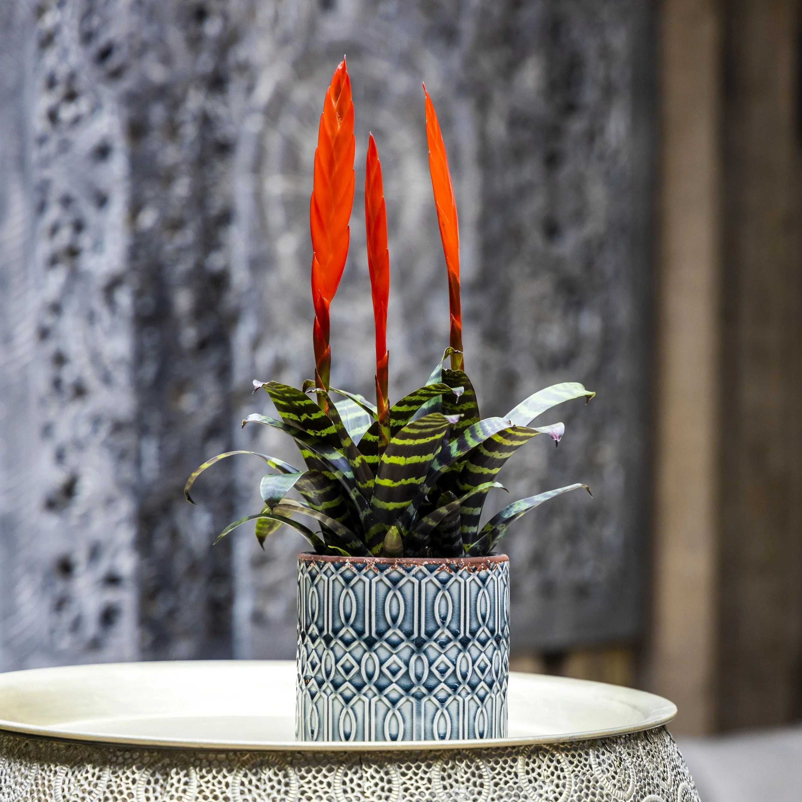 Vriesea 'Era’ (Flaming Sword) – 3 plante/ghiveci