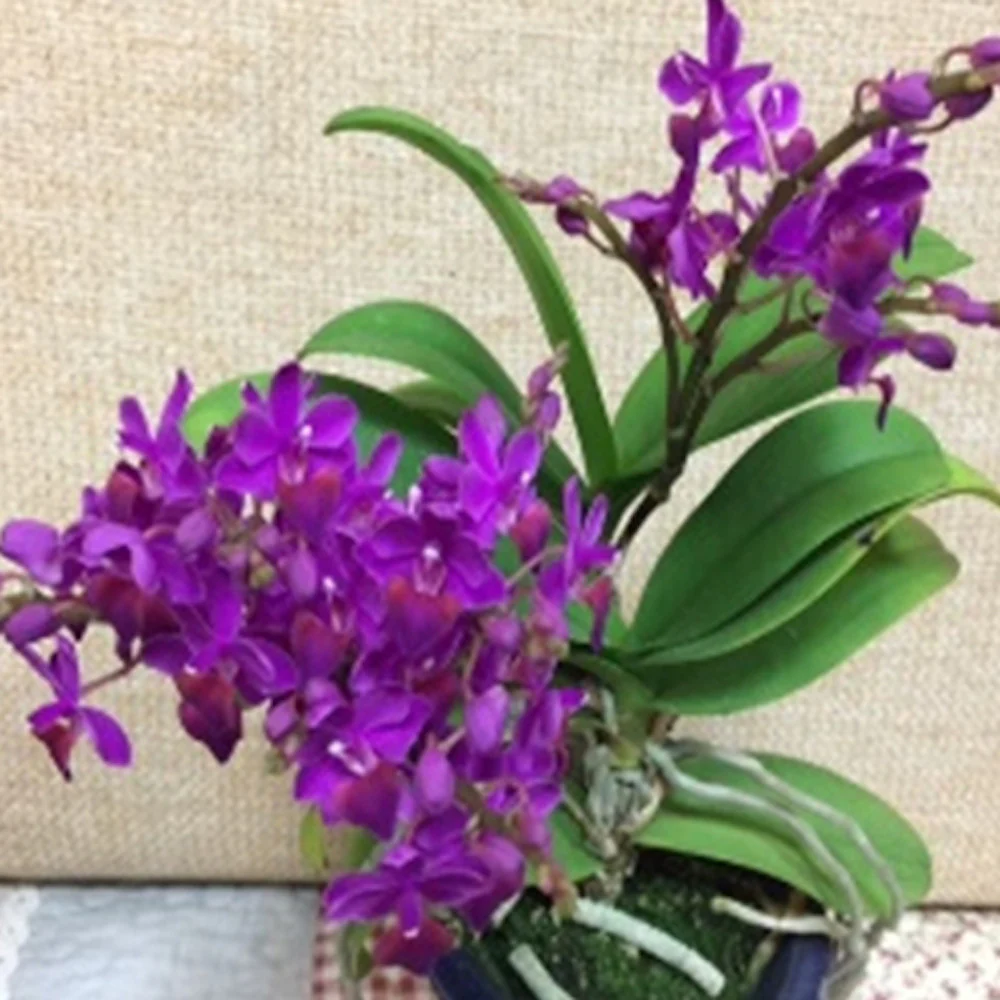 Vandopsis Thai Cherry '341′ (Phal. pulcherrima × V. Eileen Beauty)