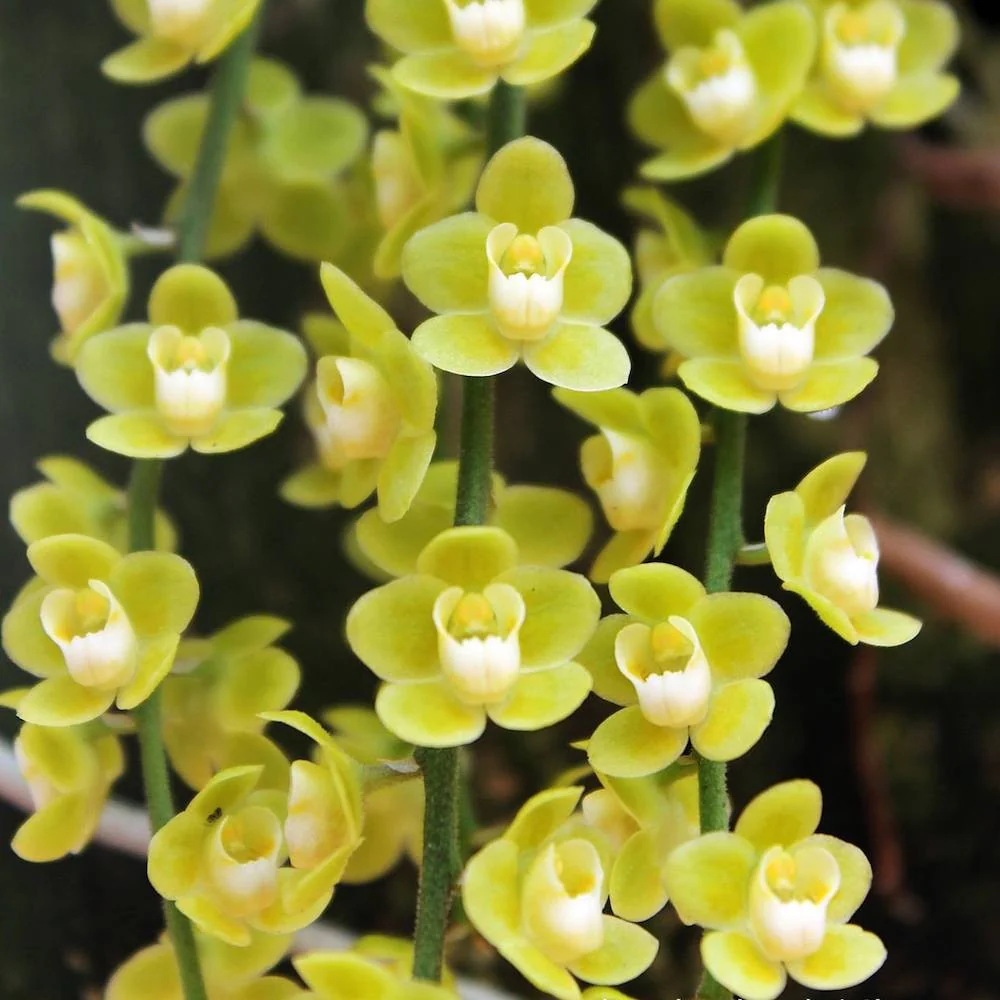 Orhidee Chiloschista viridiflora parfumata