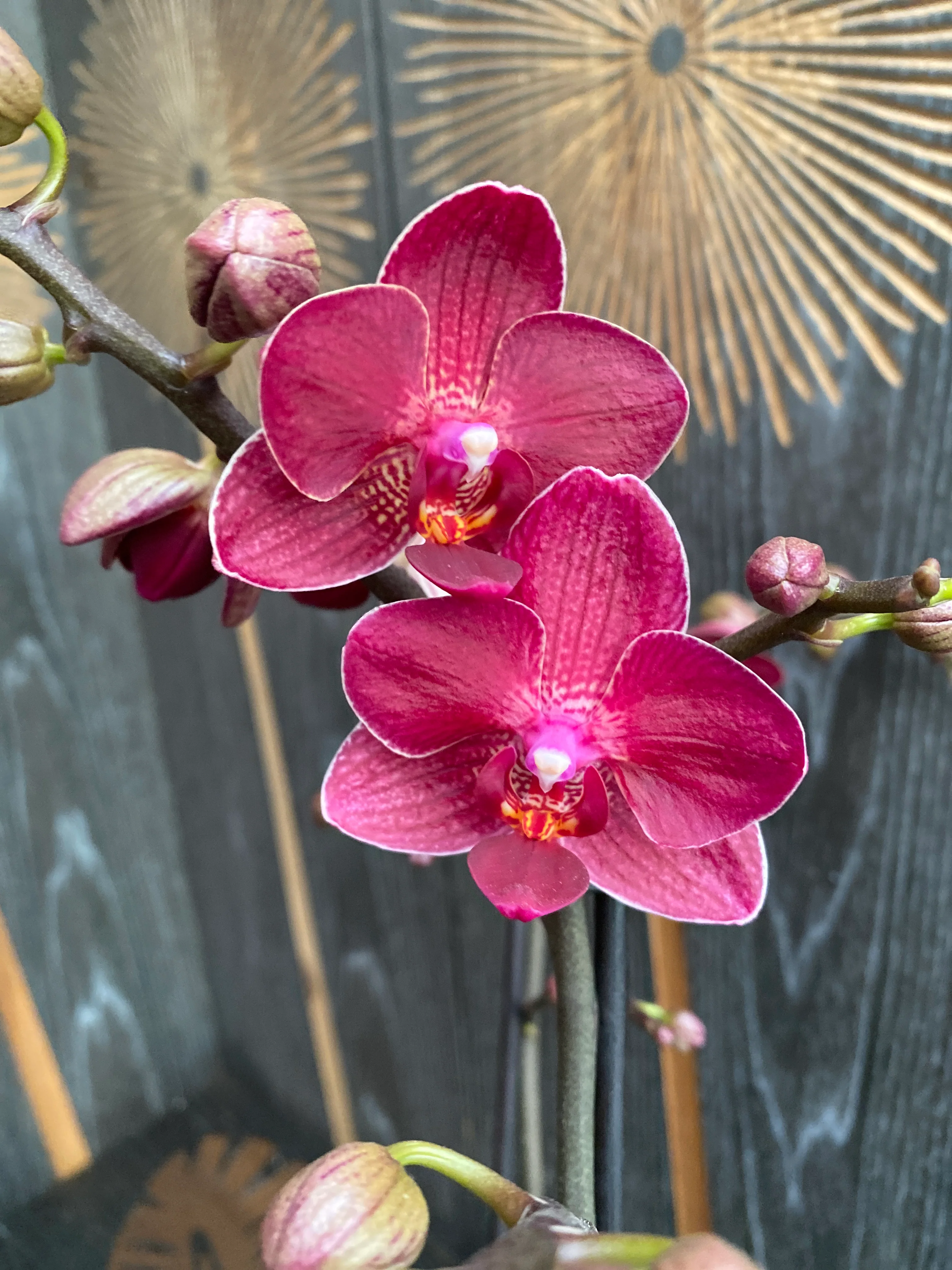 Phalaenopsis Red Lion