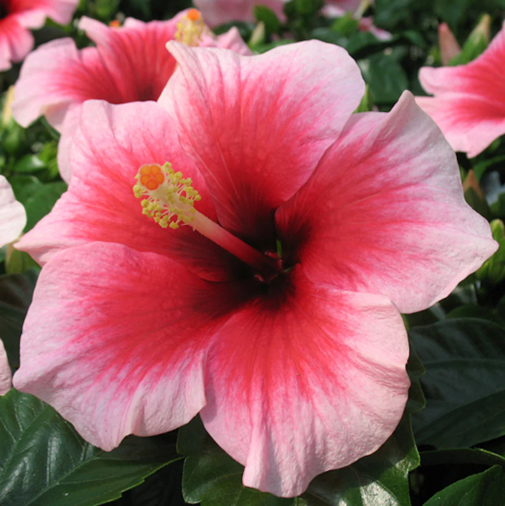 Hibiscus Hawaii 'Long Life’ Pink Dream – flori XL 2pp
