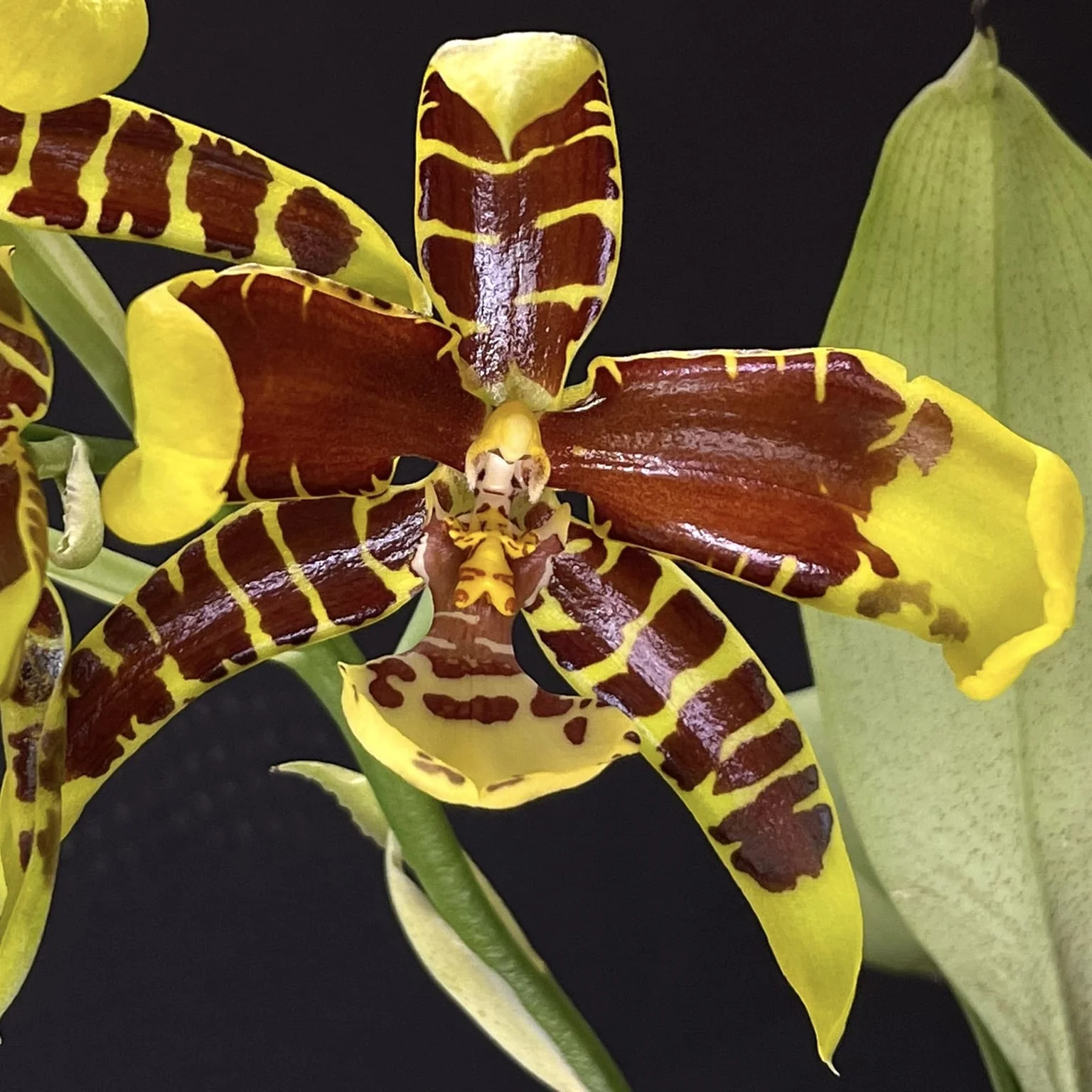Rossioglossum Rawdon Jester 'Great Bee’