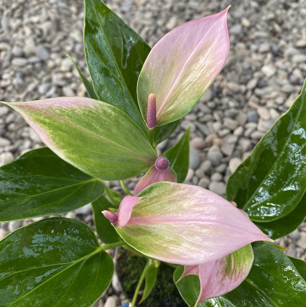 Anthurium Nano Sweet (Nano Pink)