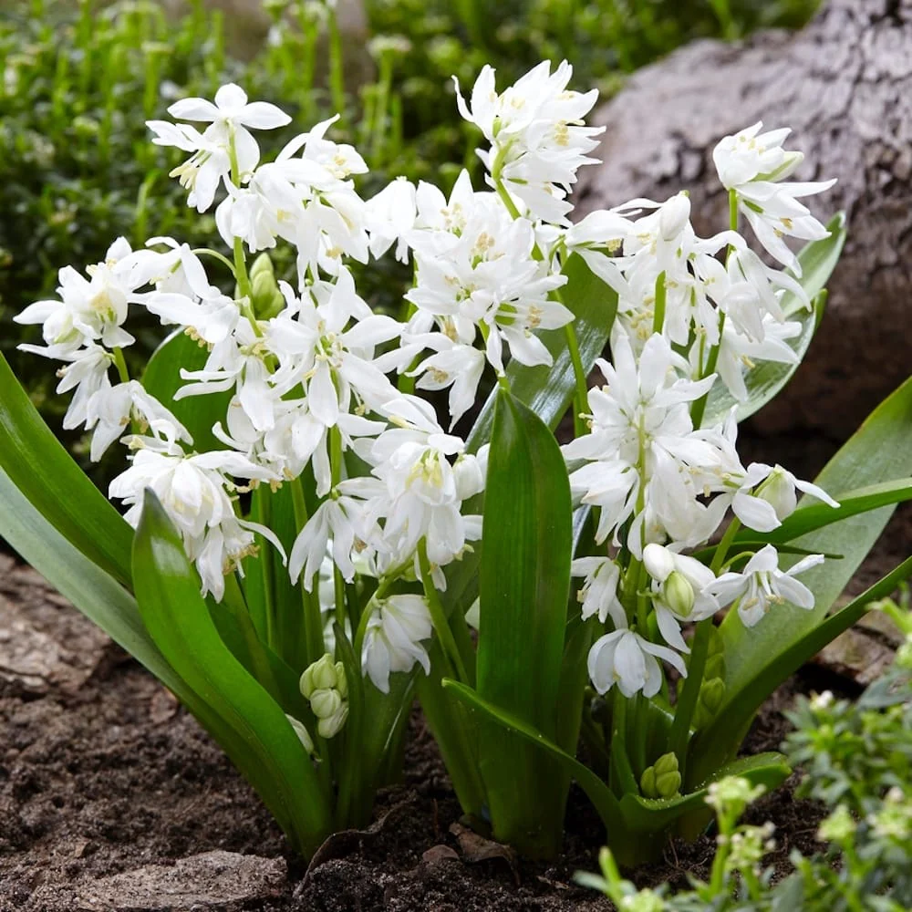 Scilla siberica 'Alba’ (Siberian squill, Viorele siberiene)