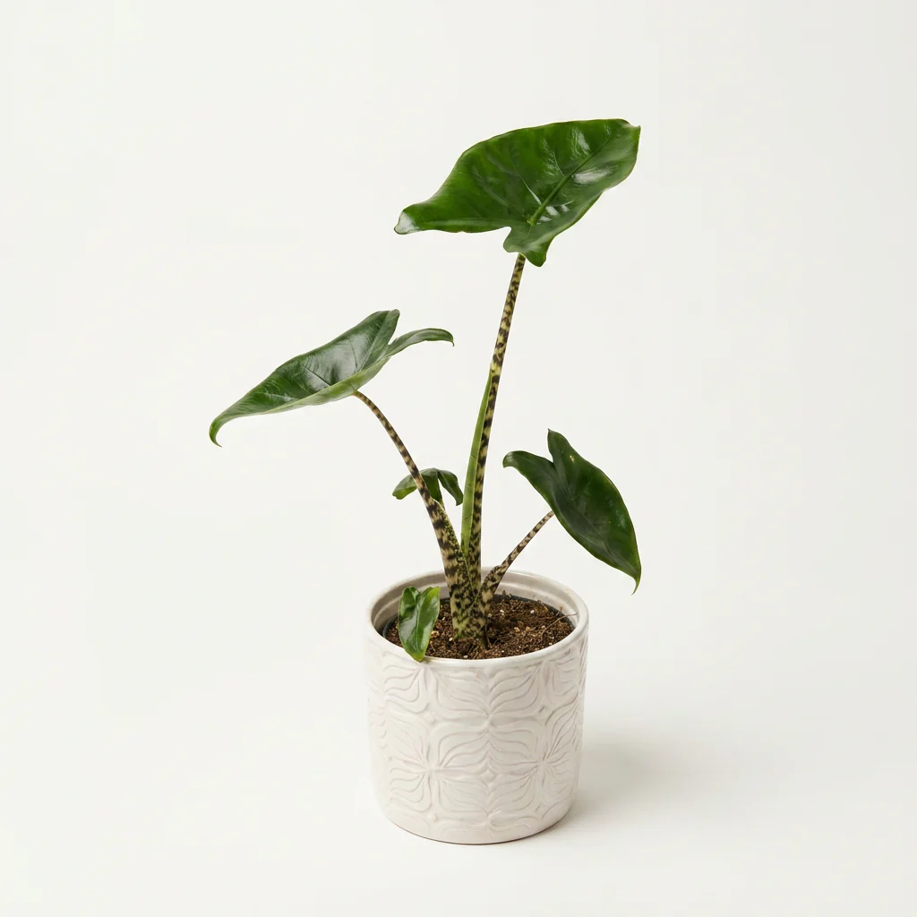 Alocasia ‘Little Zebrina’ (dwarf variety)