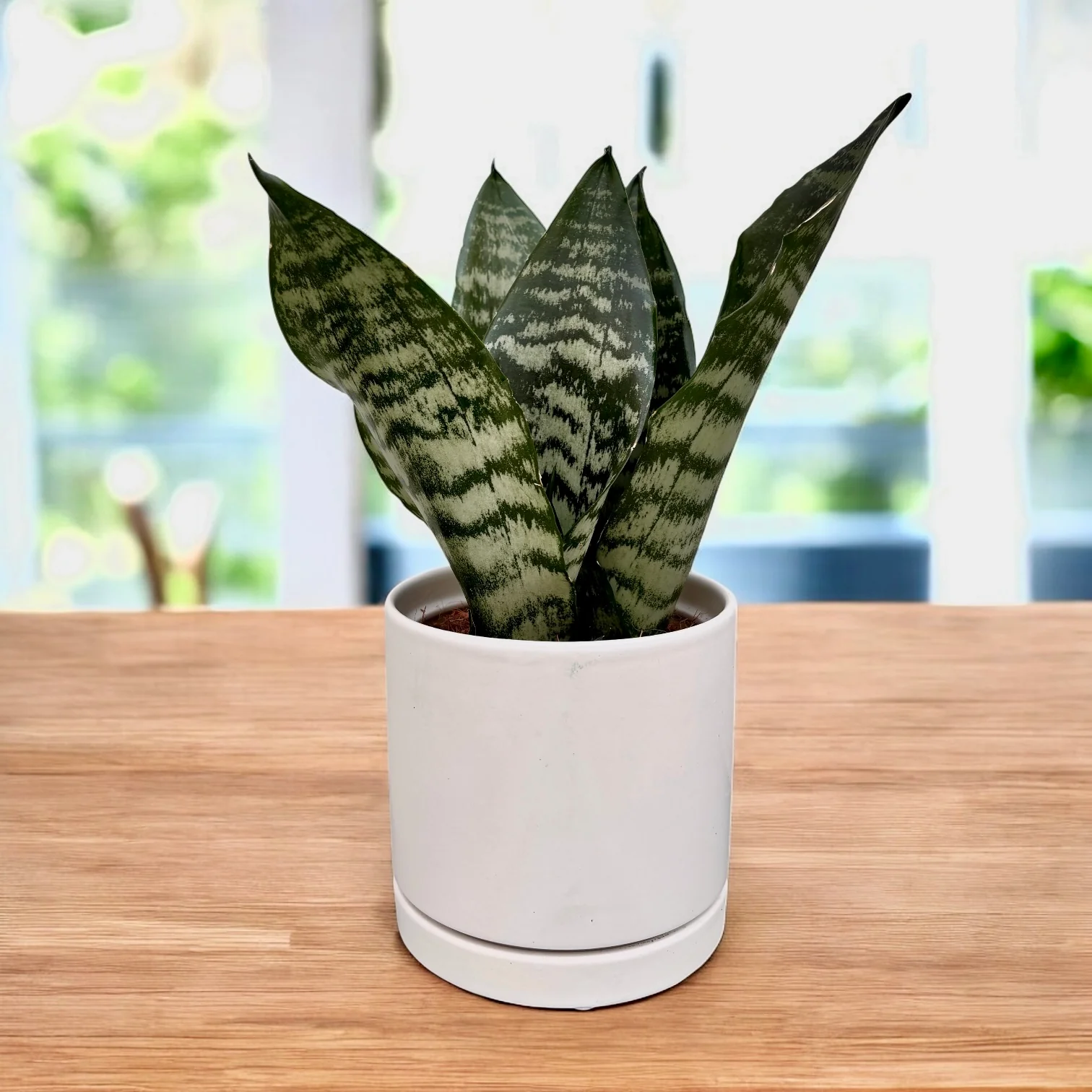Sansevieria 'Black Coral’ – eleganta exotica si rezistenta remarcabila