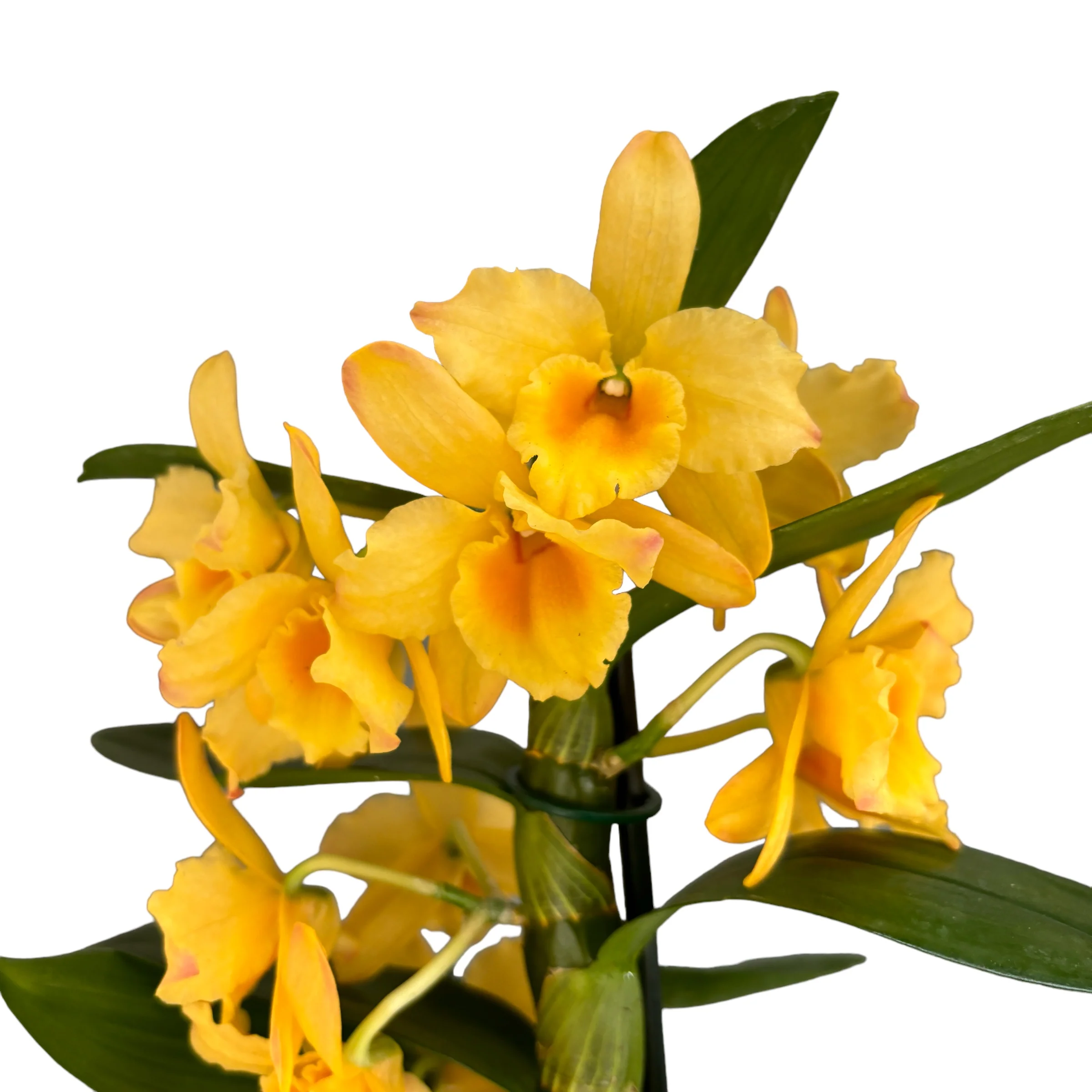 Dendrobium Spring Bird ‘Kurashiki’ parfumat