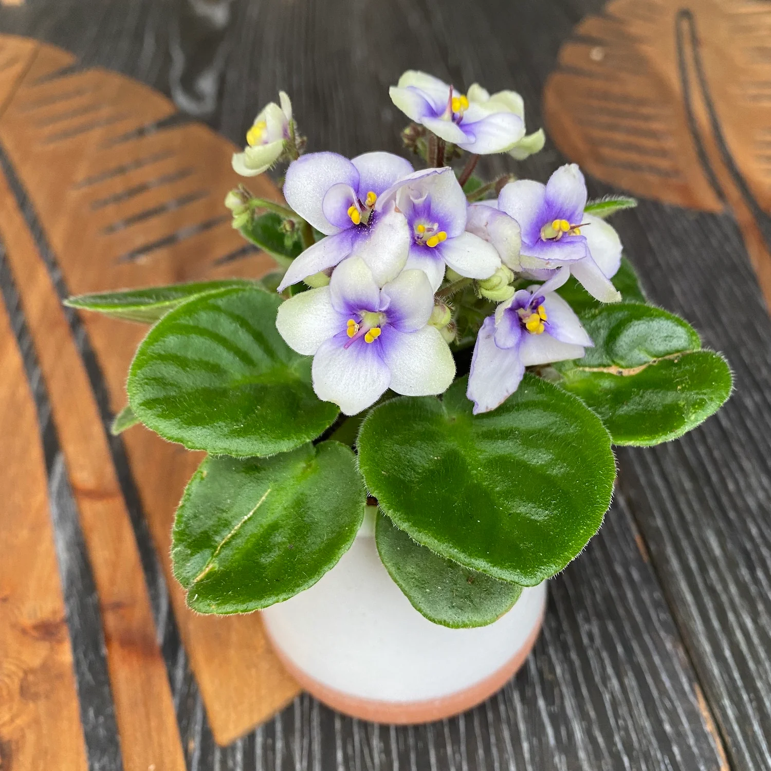 Violete bicolore – Saintpaulia Sea (mini)